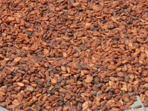 Cote d'Ivoire 4 Cocoa growers using trafficked children